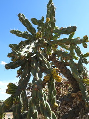 Cylindropuntia imbricata imbricata