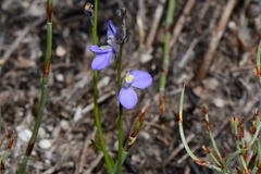 Comesperma defoliatum