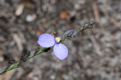 Comesperma defoliatum