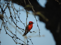Pyrocephalus rubinus