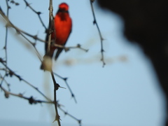 Pyrocephalus rubinus