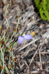 Comesperma defoliatum