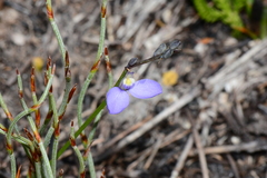 Comesperma defoliatum