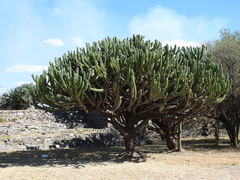 Myrtillocactus geometrizans