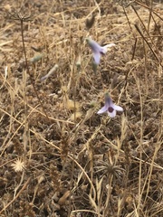 Conanthera trimaculata
