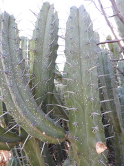 Myrtillocactus geometrizans