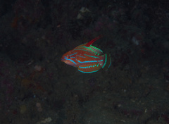 Paracheilinus flavianalis