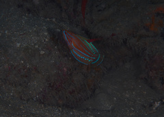 Paracheilinus flavianalis