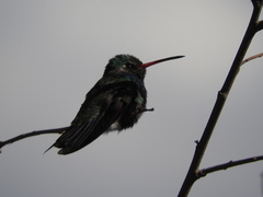 Cynanthus latirostris