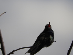 Cynanthus latirostris