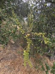 Notanthera heterophyllus