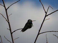 Cynanthus latirostris