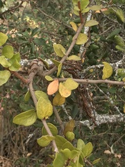 Notanthera heterophyllus