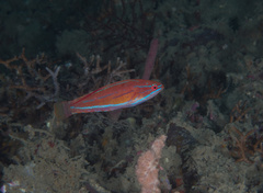 Paracheilinus flavianalis