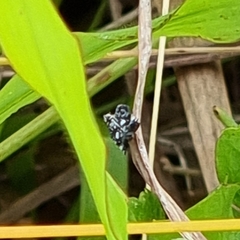 Elasmoscelis perforata