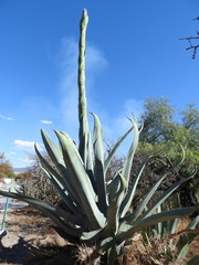 Agave americana