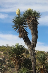 Yucca valida