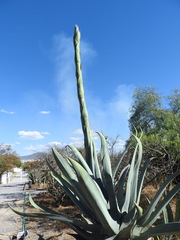 Agave americana