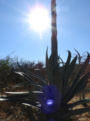 Agave americana