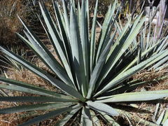 Agave tequilana