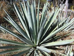 Agave tequilana