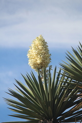 Yucca valida