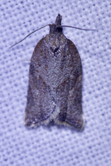 Argyrotaenia franciscana