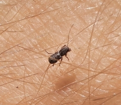 Euciodes suturalis