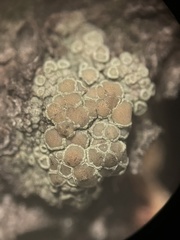 Lecanora densa
