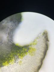 Lecanora densa
