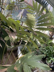 Zamia pumila