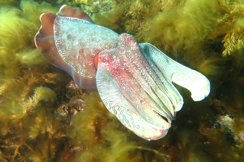 Australian Giant Cuttlefish