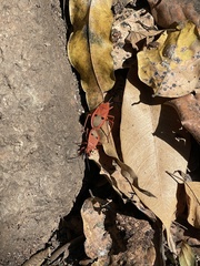 Probergrothius
