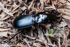 Pterostichus lama