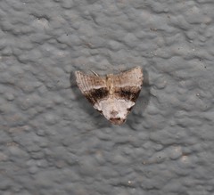 Acatapaustus metallopa