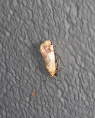 Acontia thapsina