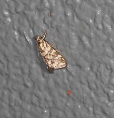 Aporocosmus lamprodeta