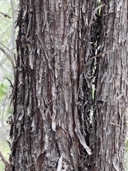Acacia rhodoxylon