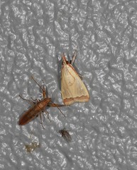 Autocharis mimetica