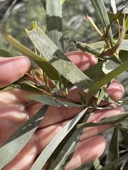 Acacia rhodoxylon