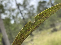 Acacia rhodoxylon