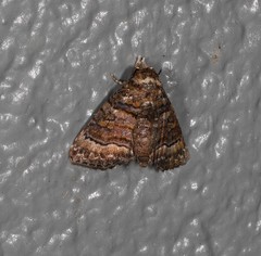Chlumetia euthysticha