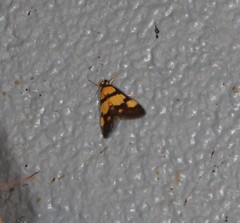 Deuterarcha xanthomela