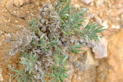 Wellstedia dinteri dinteri