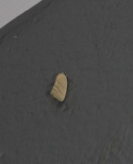 Earias paralella