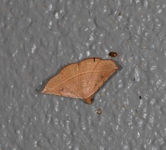 Eublemma latericolor