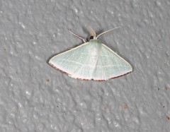 Oenochroma infantilis