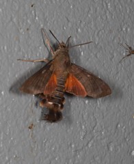 Macroglossum vacillans