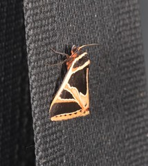 Xenogenes gloriosa