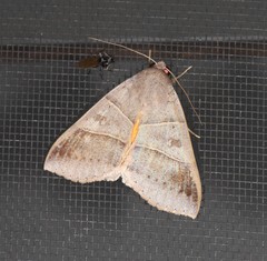 Ophiusa hituense